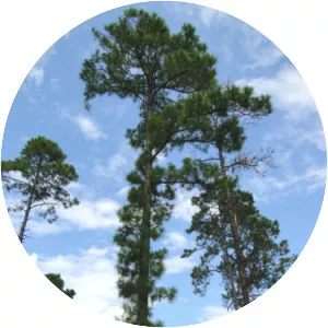 Pond pine - 