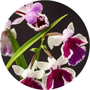 Ponerorchis graminifolia photograph