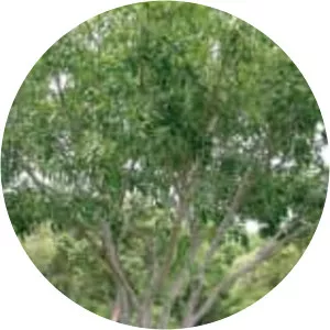 Pongame oiltree