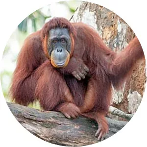 Pongo pygmaeus pygmaeus - 
