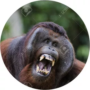 Pongo pygmaeus wurmbii