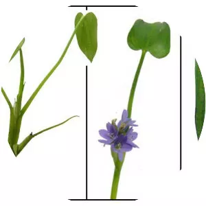 Pontederia vaginalis