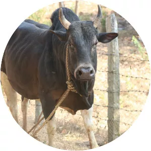 Ponwar cattle - Cattle breed