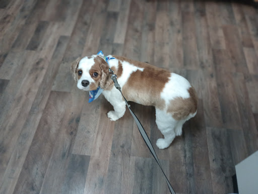 Poodle Doodle Pet Grooming - Pet groomer in Springfield, Ohio