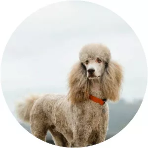 Poodle