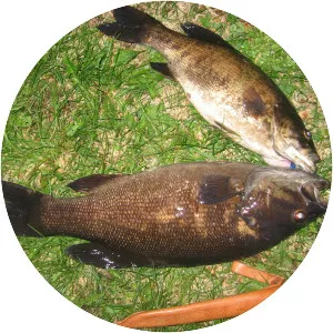 Poplar Lake - Lake in Minnesota