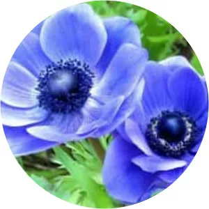 Poppy anemone