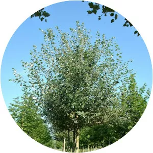 Populus × canescens