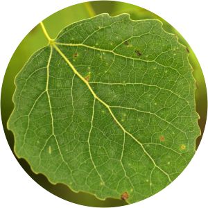 Populus davidiana