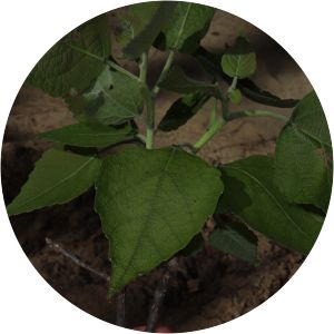 Populus guzmanantlensis