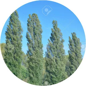 Populus nigra - Plants