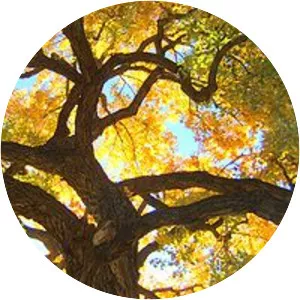 Populus sect. Aigeiros - Plants