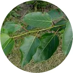 Populus sect. Tacamahaca