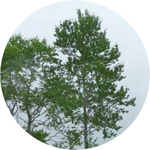 Populus sieboldii