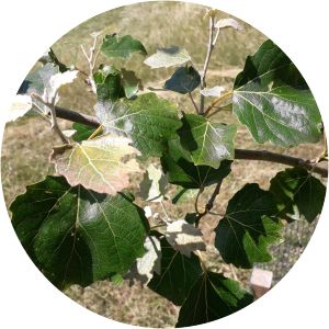 Populus × tomentosa