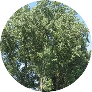 Populus x canadensis
