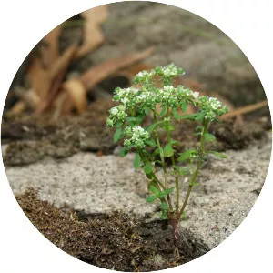 Poranthera microphylla