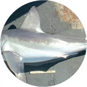 Porbeagle - Sharks
