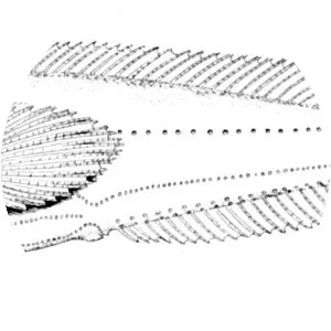 Porichthys porosissimus - 