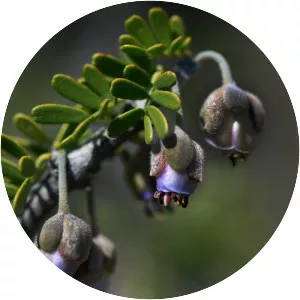 Porlieria chilensis - 