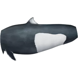Porpoise