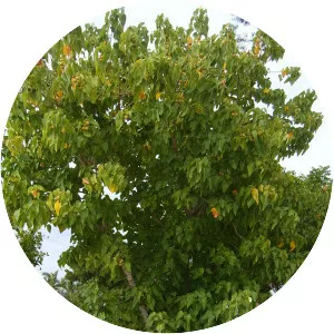 Portia tree