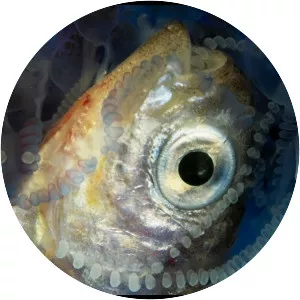 Portuguese man o' war