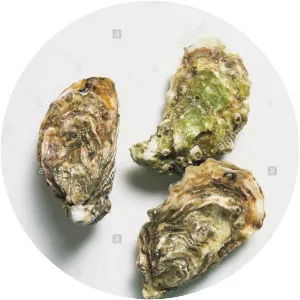 Portuguese oyster
