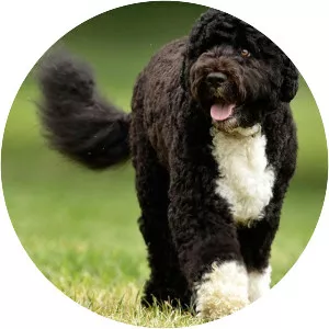 Portuguese Water Dog