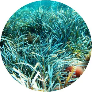 Posidonia oceanica