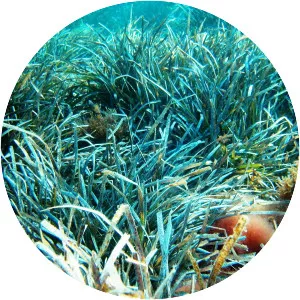 Posidonia - Plants