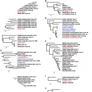 Positive-sense single-stranded RNA virus