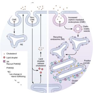 Positive-strand RNA virus - 