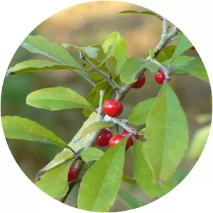 Possumhaw - Plants