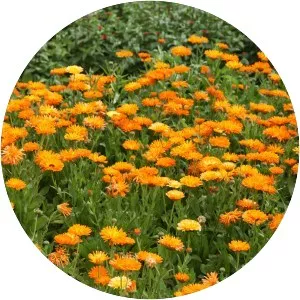 Pot marigold