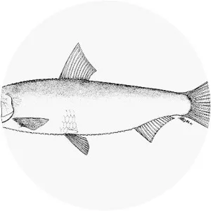 Potamalosa richmondia