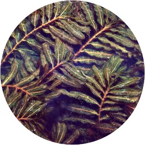 Potamogeton crispus - Plants