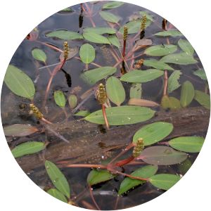 Potamogeton epihydrus photograph