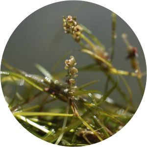 Potamogeton trichoides