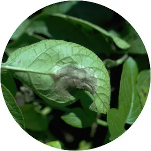 Potato late blight fungus
