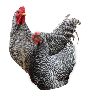 Potchefstroom Koekoek