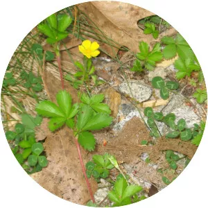 Potentilla canadensis