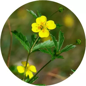 Potentilla erecta