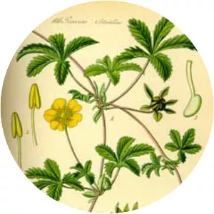 Potentilla reptans - Plants