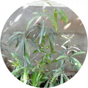 Pouteria salicifolia - 