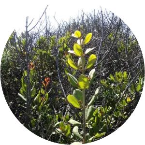 Pouteria valparadisaea