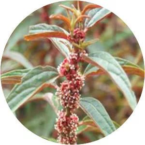 Pouzolzia pentandra - 