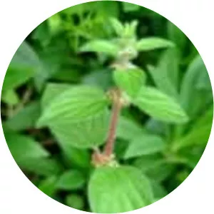 Pouzolzia zeylanica - 