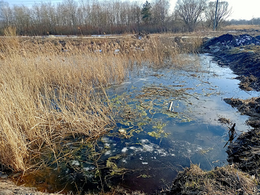Pozhezhna Vodoyma Torfobryketnoho Zavodu - Animal watering hole in Lviv, Ukraine
