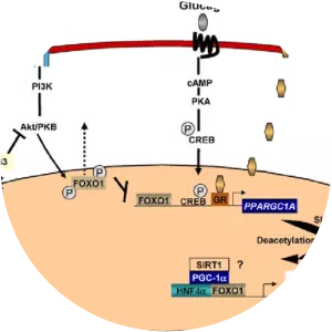 Pparg coactivator 1 alpha - Protein